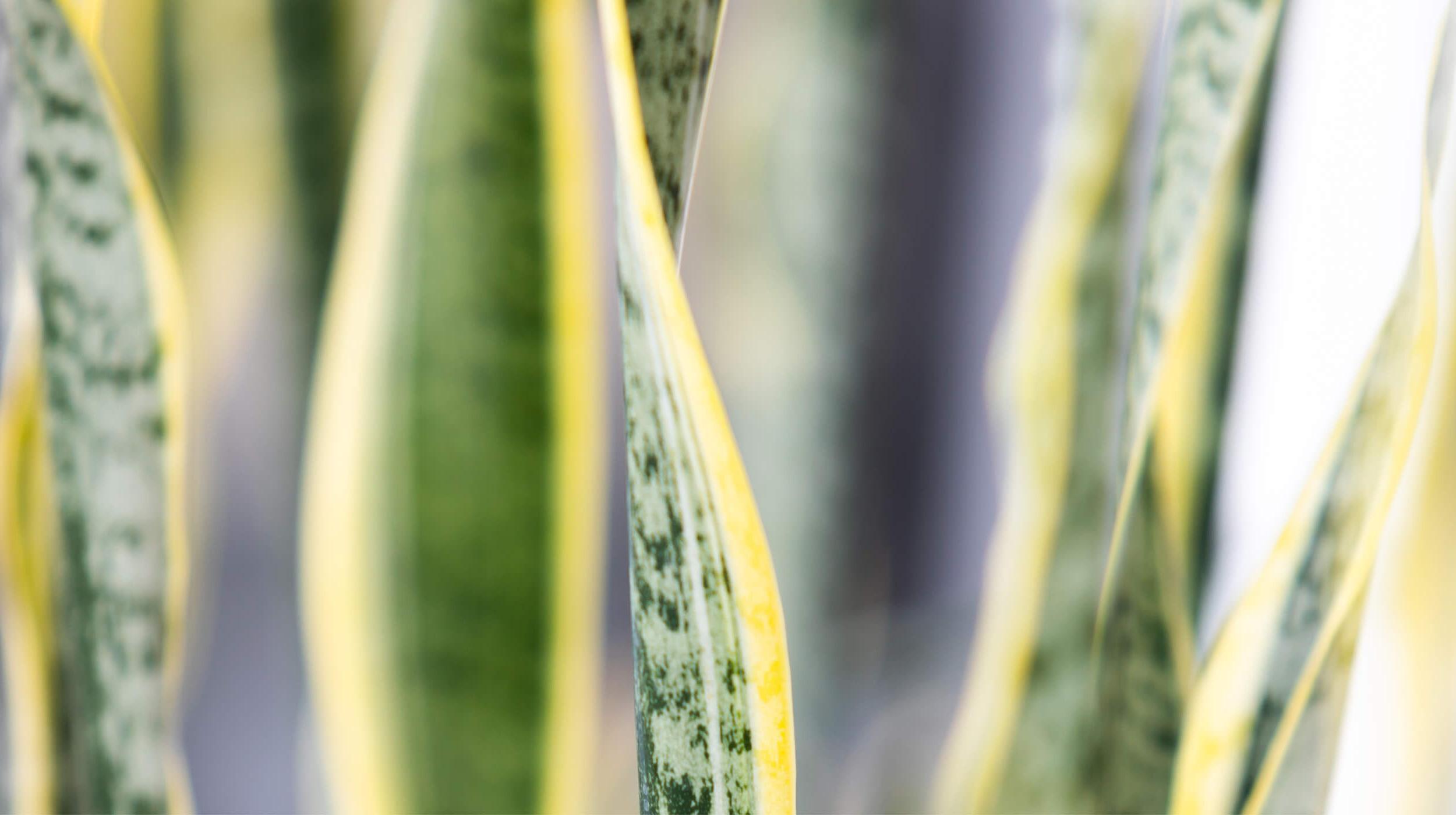 Close up on the leaves of an office plant